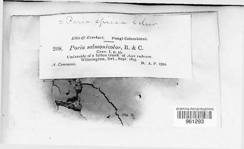 Poria salmonicolor image